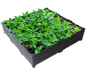 green roof tray